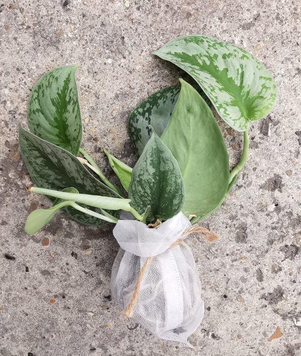 Scindapsus pothos pictus trebie