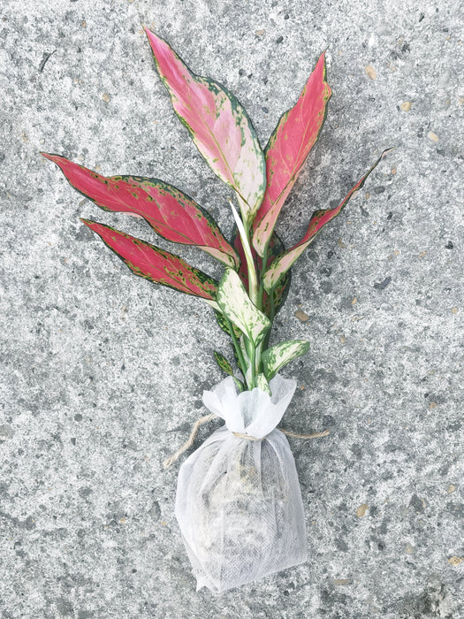 Aglaonema red elephant leaf
