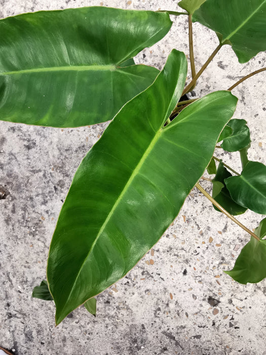 Philodendron burle marx