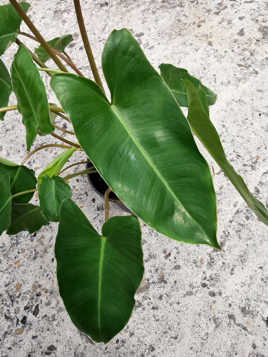 Philodendron burle marx