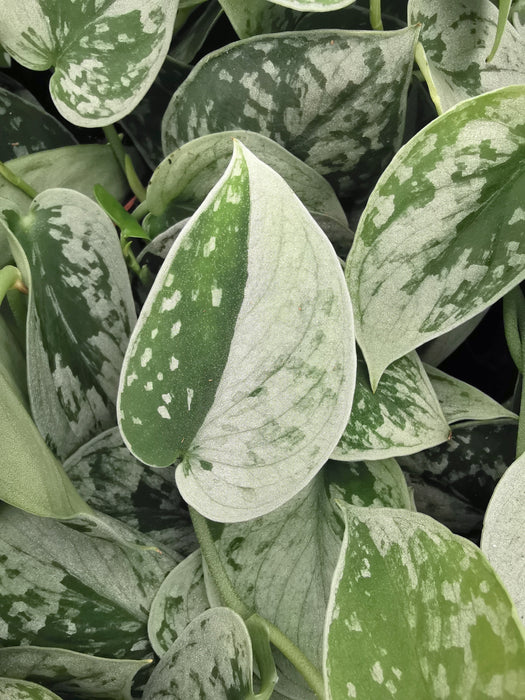 Scindapsus pictus silvery ann