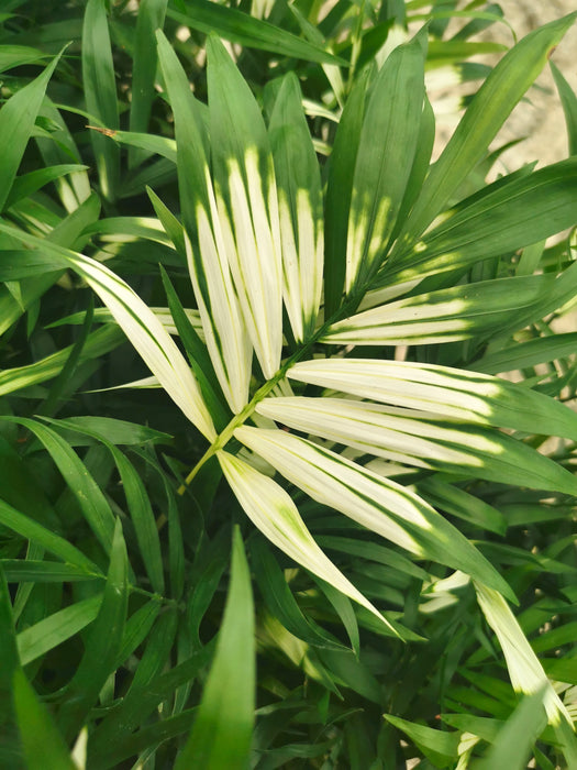 Chamaedorea elegans variegata