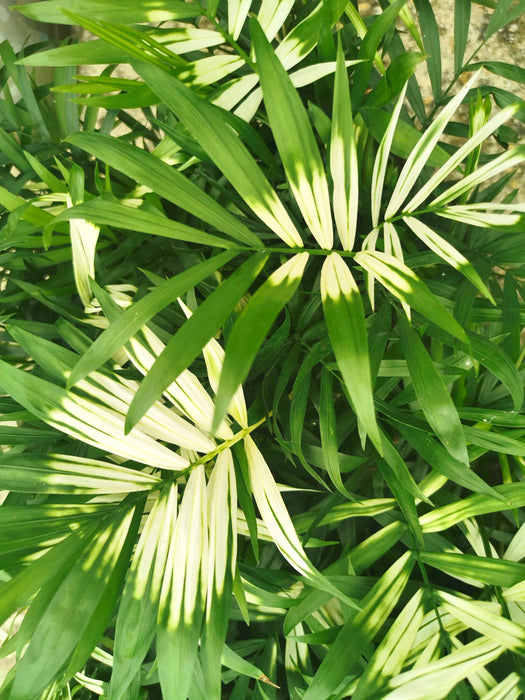 Chamaedorea elegans variegata