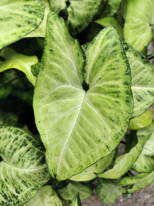 Syngonium white butterfly