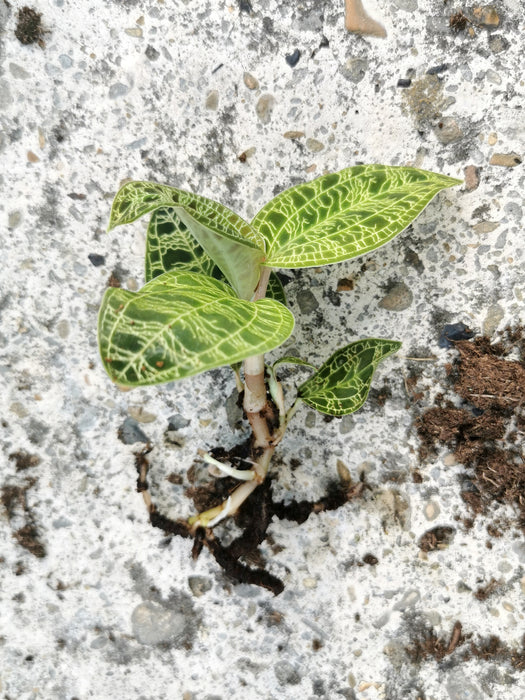 Macodes petola - small