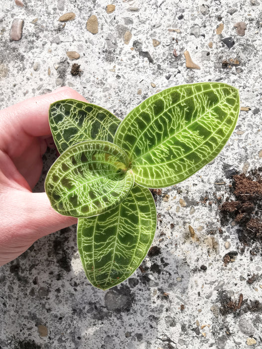 Macodes petola - small