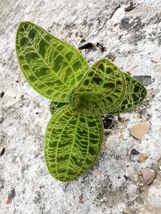 Macodes petola - small
