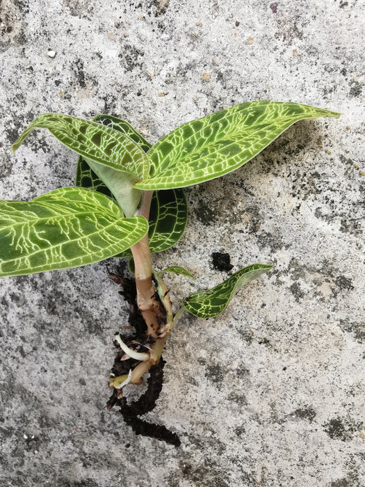 Macodes petola - small