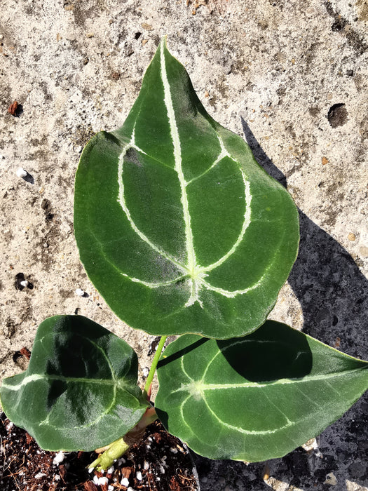 Anthurium forgetii white stripes