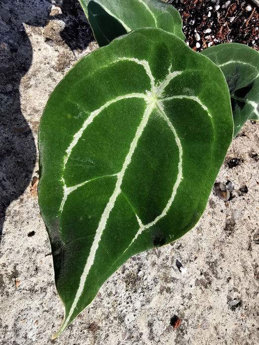 Anthurium forgetii white stripes