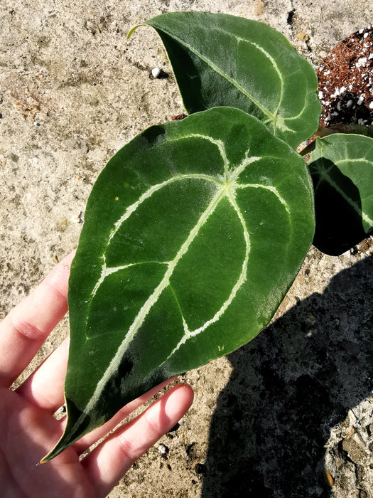 Anthurium forgetii white stripes