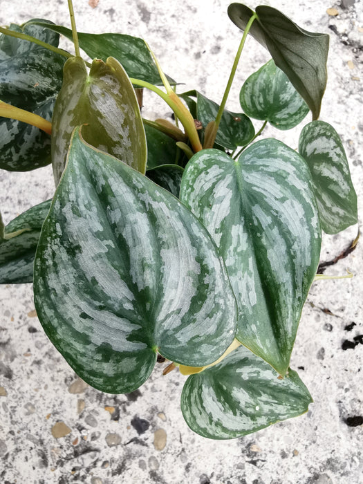 Philodendron brandtianum