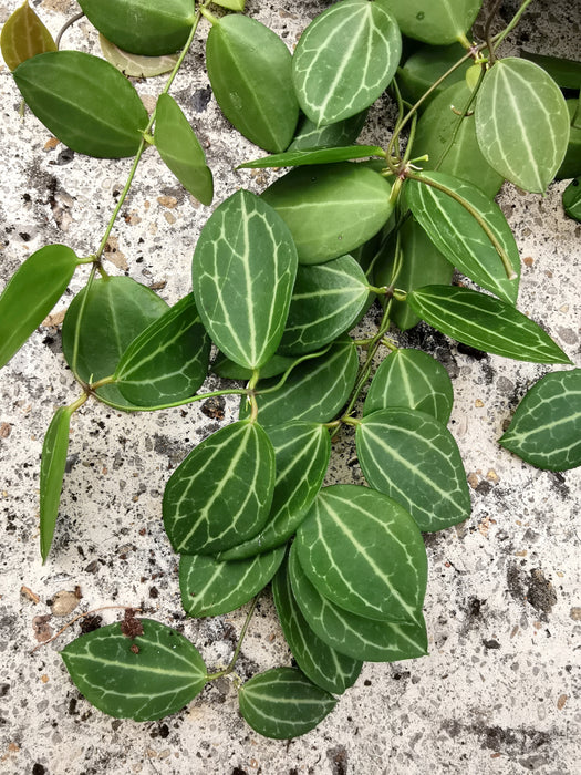 Dischidia ovata