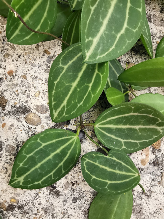Dischidia ovata