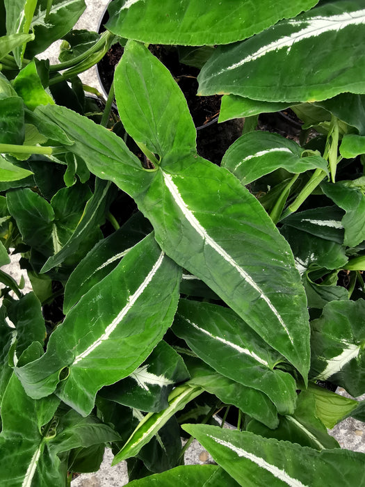 Syngonium wendlandii