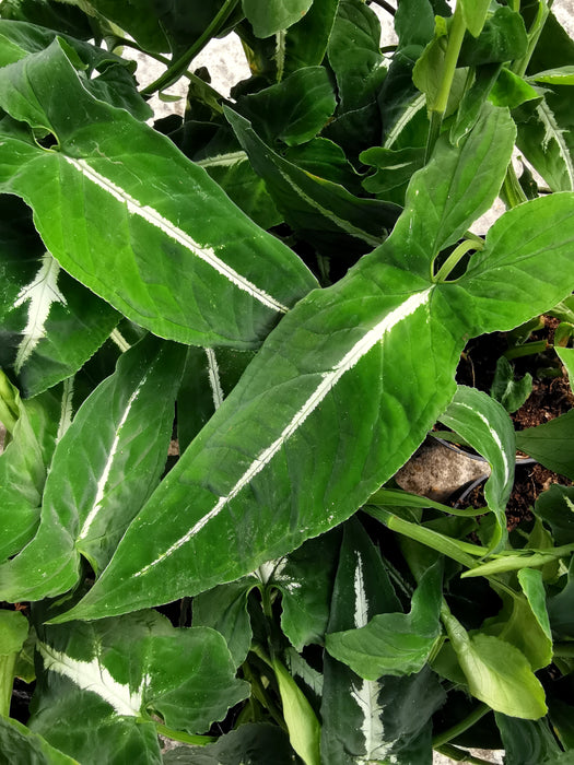 Syngonium wendlandii