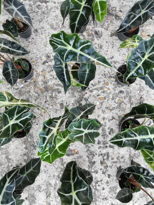 Alocasia polly (Small)