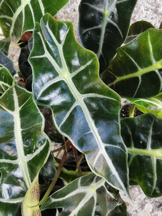 Alocasia polly (Small)