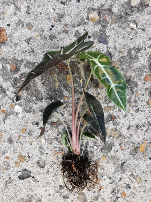 Alocasia polly (Small)