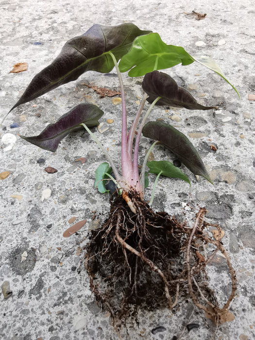Alocasia polly (Small)