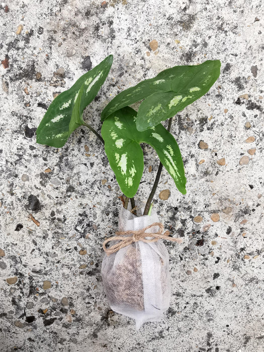 Ulearum donburnsii
