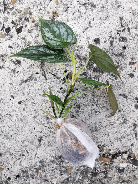 Philodendron brandtianum