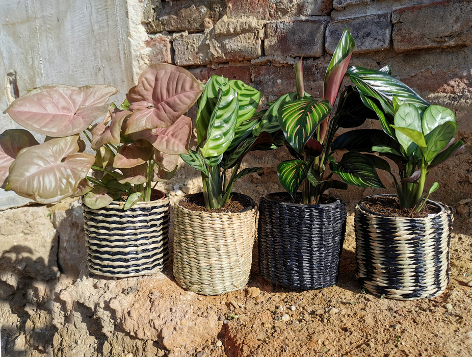 Cache-pot en osier