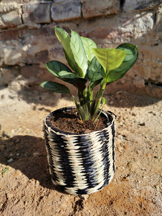 Cache-pot en osier