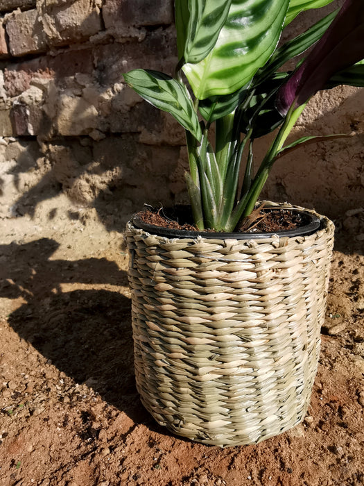 Cache-pot en osier