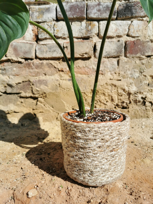 Cache-pot en jonc de mer