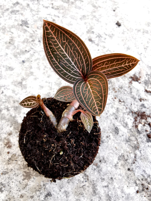 Anoectochilus siamensis