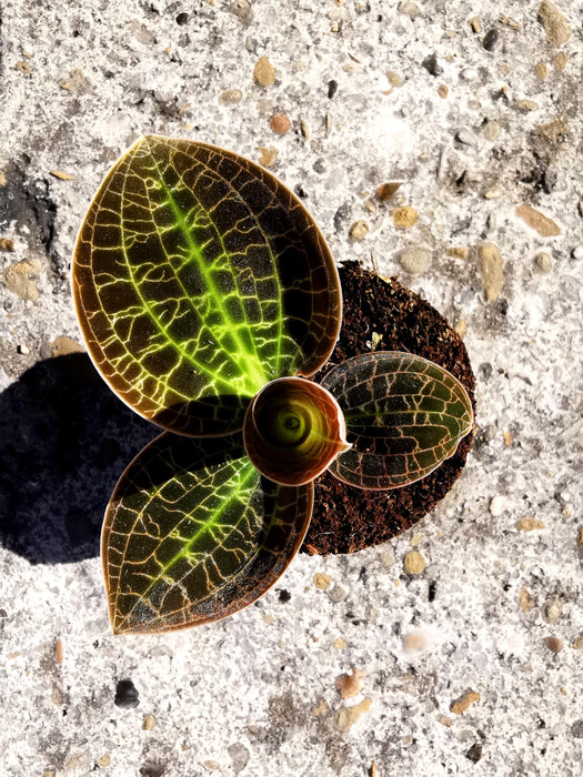 Macodes sanderiana