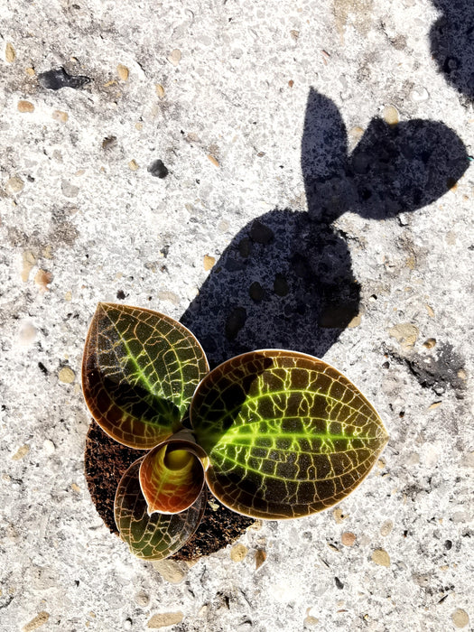 Macodes sanderiana
