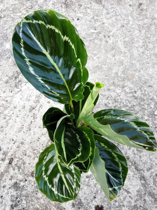 Calathea green lipstick