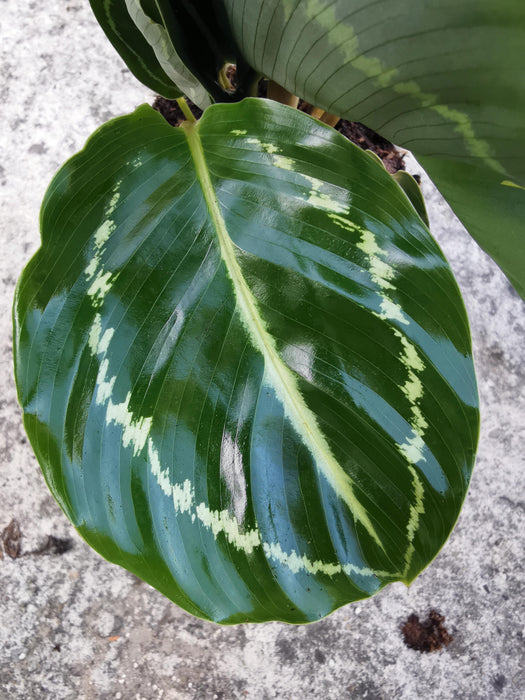Calathea green lipstick