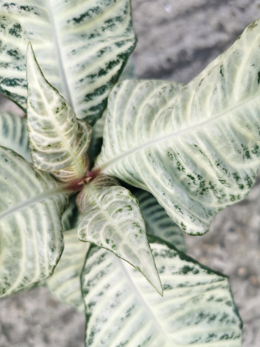 Aphelandra white wash