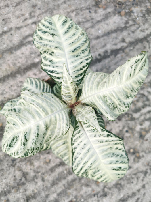 Aphelandra white wash