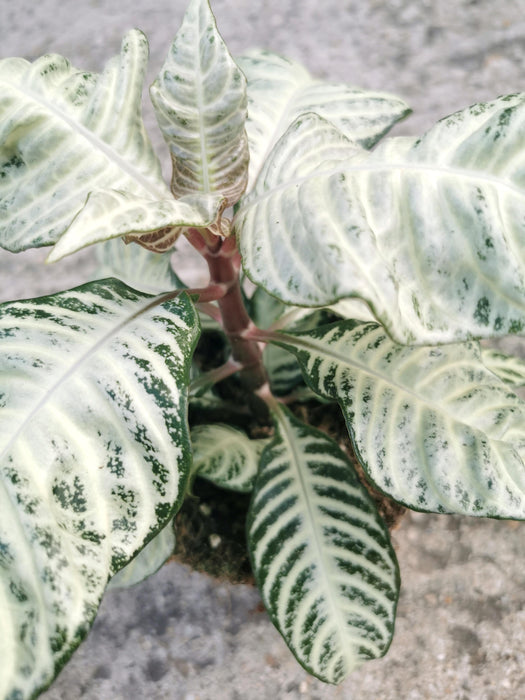 Aphelandra white wash