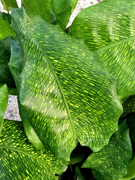 Calathea musaica / network