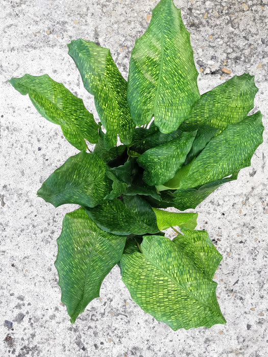 Calathea musaica / network