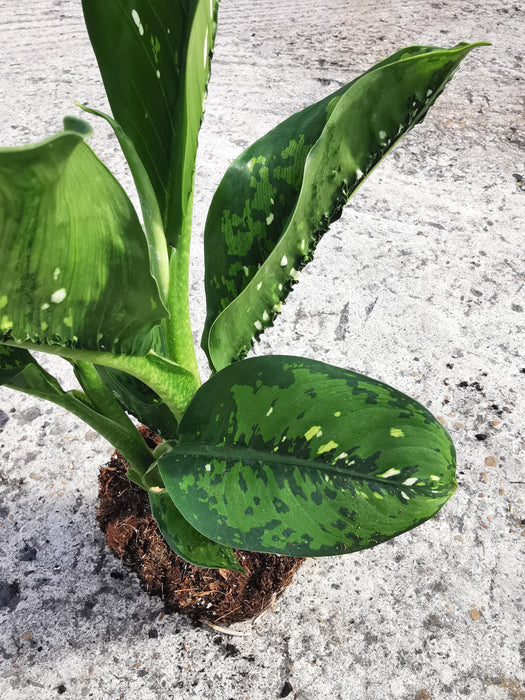 Dieffenbachia crocodile