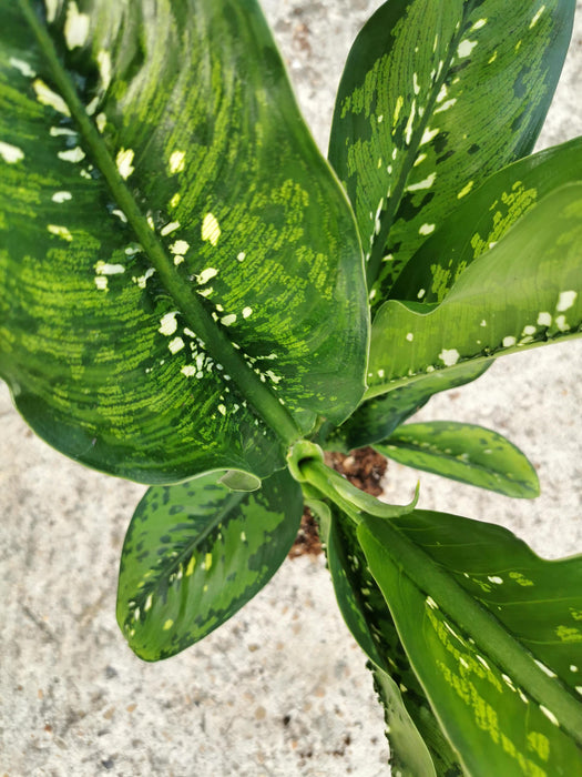 Dieffenbachia crocodile