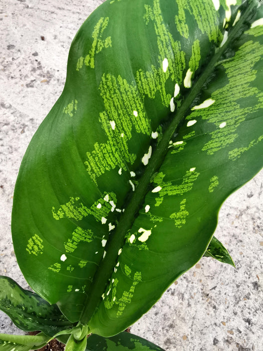 Dieffenbachia crocodile