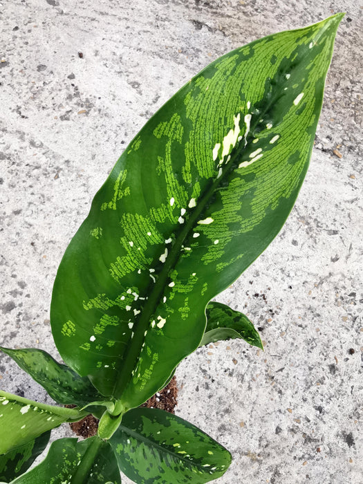 Dieffenbachia crocodile