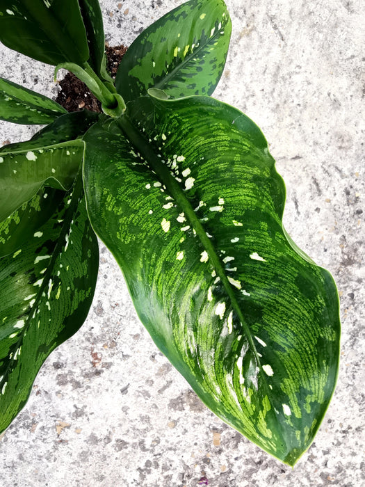 Dieffenbachia crocodile