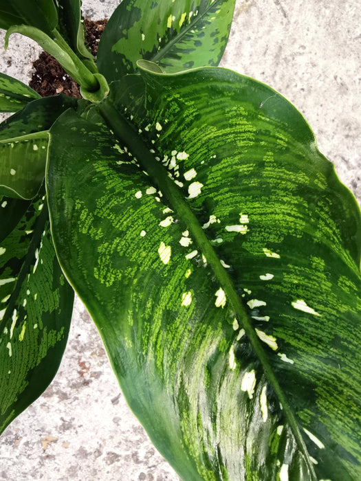 Dieffenbachia crocodile