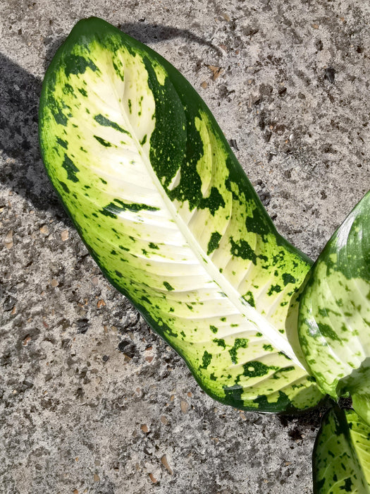 Dieffenbachia banana XL