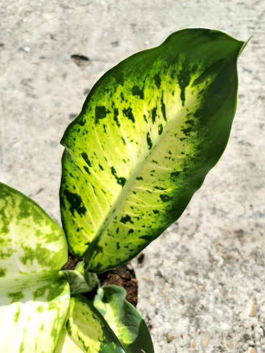 Dieffenbachia banana XL