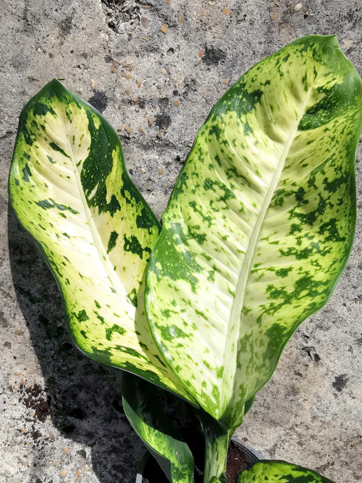 Dieffenbachia banana XL