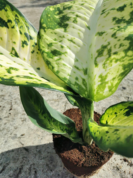 Dieffenbachia banana XL